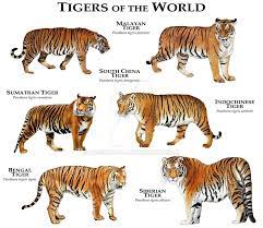 Types Of Tigers Tiger Species Big Cats Siberian Tiger