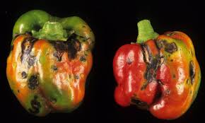 Biological pest control this is a pest control method that utilizes predators and parasites to control vermin. Pepper Bell Diseases And Pests Description Uses Propagation