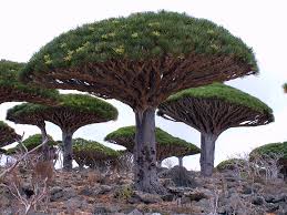 Socotra or soqotra, is an archipelago of four islands located in the arabian sea, the largest island of which is also known as socotra. Most Amazing Facts About Unique Tree Of Dragon Blood Dracaena Cinnabari
