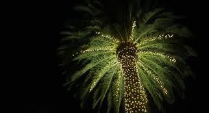 This is why you dont put christmas lights on a palm tree. Halfway To Christmas How To Throw A Christmas Party In June
