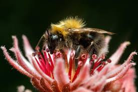 Image result for Bombus hypnorum