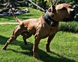 Pin On American Pit Bull