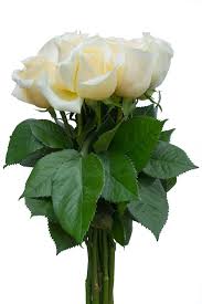 Maybe you would like to learn more about one of these? Wholesale Creme De La Creme Wedding Cream Roses Online Flower Explosion