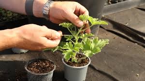Image result for cuttings of geraniums