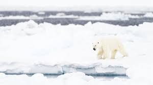 Churchill Polar Bears Photo Tour Natural World Safaris