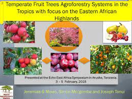 The term small fruits refers to the size of the plant and not necessarily the fruit. Temperate Fruit Trees In The Tropics Echocommunity Org