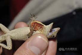 Arlen specter, al gore, queen elizabeth, prince philip, the queen mother (a den mother), madeleine albright (us den mother), prince charles, prime minister tony blair et al. Invasive Lizards Running Rampant In Taiwan Threatening Biodiversity Focus Taiwan