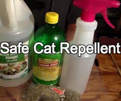 Friendly But Effective Cat Repellent 5 Steps With Pictures Instructables