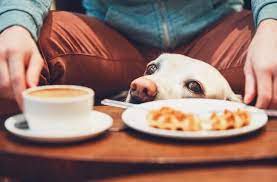Does Your State Allow You To Bring Your Dog To Dinner Breakfast Cafe Dog Food Recipes Dog Cafe