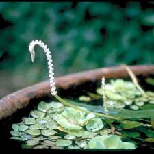 Image result for Aponogeton desertorum