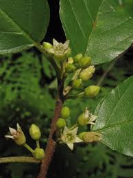 Image result for Rhamnaceae