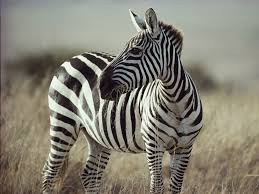 Image result for zebra