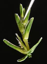 Image result for Urochloa dura