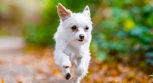 White Yorkie What Makes This Pale Pup So Special