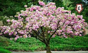 The weed has invaded the udawalawe national park, which is a leading elephant sanctuary of the island, significantly reducing the grazing lands available for the elephants. Image For Prunus Triloba Cherry Almond Tree Japanese Cherry Tree Flowering Cherry Tree Blossom Trees
