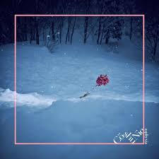 Image result for Kotschya sp.no.A