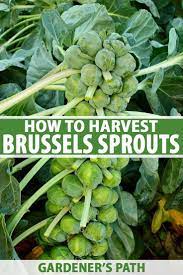 Secret Garden Design Have You Got Homegrown Brussels Sprouts In Your Garden And Wondering How B Harvesting Brussel Sprouts Brussel Sprouts Brussel Sprout Plant