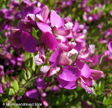 Image result for Polygala engleri