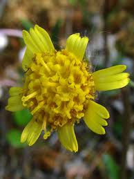 Image result for Tephrosia meisneri