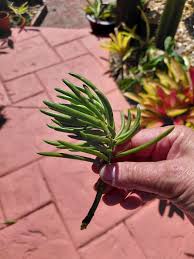 Image result for Senecio letouzeyanus