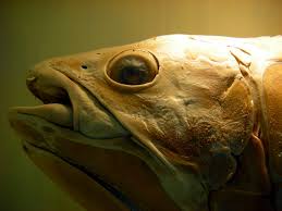 Any of an order (coelacanthiformes) of. The Creature Feature 10 Fun Facts About The Coelacanth Wired
