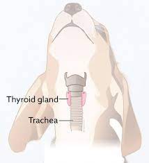 The thyroid glands produce hormones that are vital for normal body function. Hypothyroidism In Dogs Vca Animal Hospital