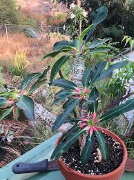 Image result for Synadenium kirkii