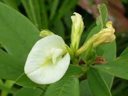 Image result for Clitoria kaessneri