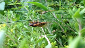 Through this post i'm going to line up 30 of the best new funny jokes in english and some of them. Bunyi Cengkerik Yang Dan Sifat Lain Yang Bunyi Untuk Bersantai Menenangkan Tidur Youtube