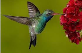 The bright colours of the blossoms are like a neon sign advertising a delicious meal. Attract Hummingbirds With Hanging Baskets News The Sleepy Eye Herald Dispatch Sleepy Eye Mn