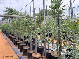 Image result for Ekebergia capensis