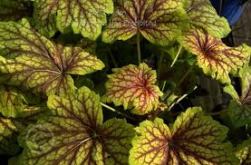 Plantfiles Pictures Coral Bells Alumroot Coralbells Alum Root Red Lightning Heuchera Micrantha By Daylilyslp Heuchera micrantha has 0 medicinal uses listed. red lightning heuchera micrantha
