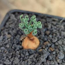 Image result for Gethyllis