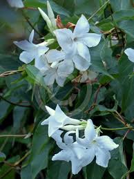 Image result for dipladenie suaveolens obrázek