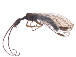 Image result for Raphidiocystis