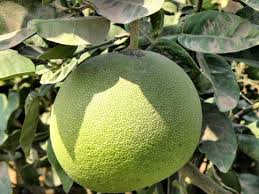 Image result for Citrus maxima