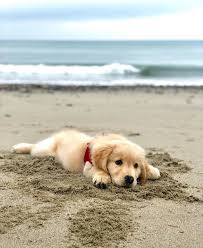 Bebegimin Babasi 2020 Hayvan Yavrusu Golden Retriever Golden Retriever Yavrusu