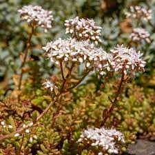 Image result for Sedum album `Coral Carpet`