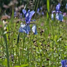 Blaue Lilie Und Ziergraser Darum Ist Jeder Schwimmteich Garten Naturlich Individuell Salamander Naturgarten Ag Schwimmteich Naturgarten Lilien