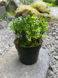 Image result for Elaphoglossum deckenii