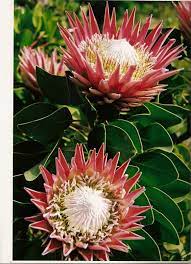 Protea South Africa Protea Protea Flower Forever Flowers