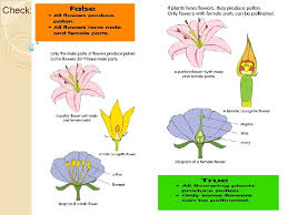 It traps and holds pollen that touches it. Male And Female Flower Parts Structure Of A Hibiscus Flower Definition Examples Diagrams But Have You Ever Thought Why Plants Produce Flowers And Why They Are Important To
