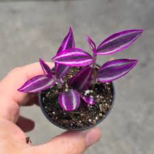 Image result for Tradescantia pallida