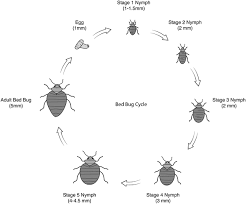 At russell's pest control, our bed bug extermination experts will thoroughly inspect your home and come up with a bed bug removal plan suited to the needs of your property. Bed Bugs And Possible Transmission Of Human Pathogens A Systematic Review Springerlink