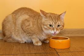 Is dry cat food bad for cats? The Best To Worst Cat Foods The Conscious Cat