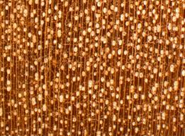 Image result for Oldfieldia macrocarpa