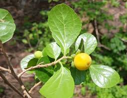 Image result for Landolphia kirkii