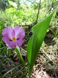 Image result for Siphonochilus