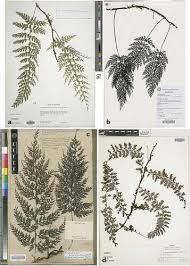 Image result for Vandenboschia gigantea