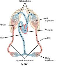 Blood enters the atrium after circulating through the fish, leaving it poorly oxygenated. Signle Heart Circuit Occurs In Fishes Frogs Or Reptiles And Man Brainly In